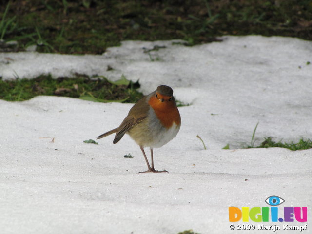 SX02657 Robin [Erithacus Rubecula] in snow